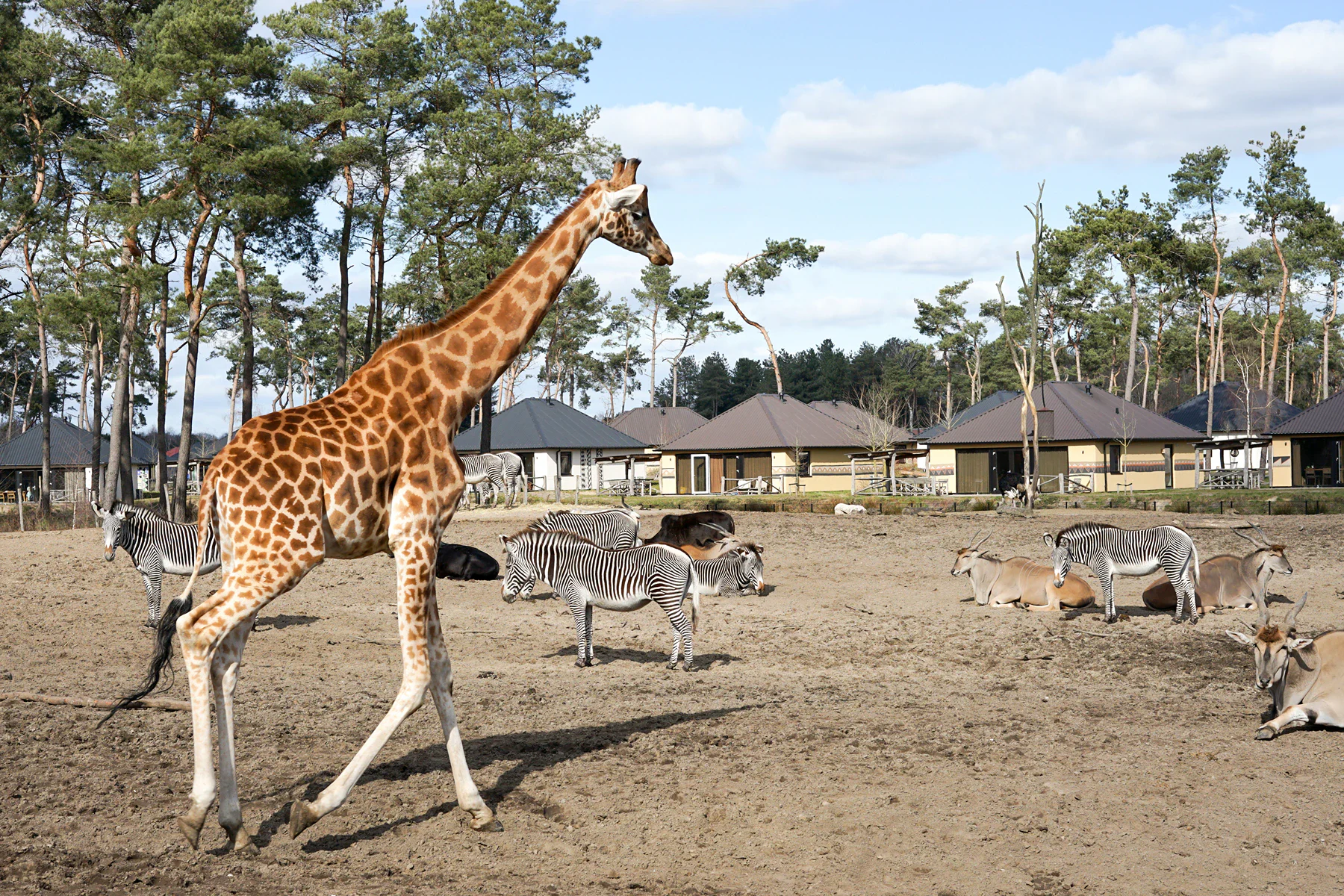 San Diego Zoo Safari Park